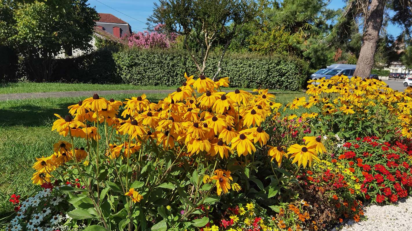 Rudbeckia fulgida var speciosa